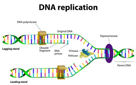 animation of dna replication|dna replication simple diagram.